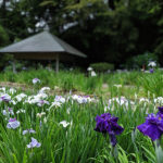 今が見頃！卯辰山の花菖蒲園で一面に咲き誇る紫陽花と花菖蒲を見よう