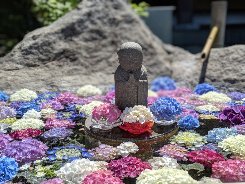 目を奪われる紫陽花の手水舎 津幡、倶利伽羅不動寺で美しい紫陽花を楽しんできました。